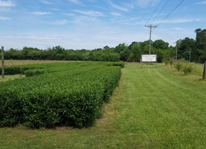 Making Tea. In Mississippi.