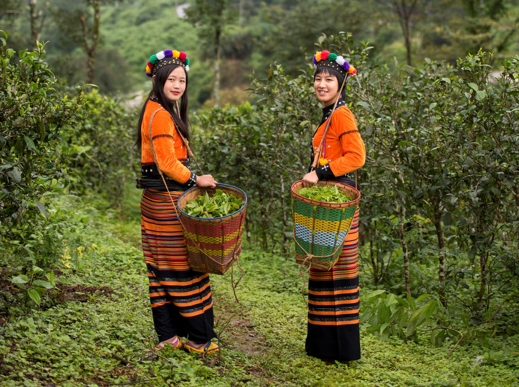 Limited Special Selection: Rare Burmese Black Tea