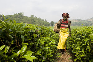 Watch: How our Rwandan tea is changing lives